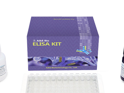 大鼠（Rat）半胱氨酸蛋白酶12（Casp-12）ELISA Kit