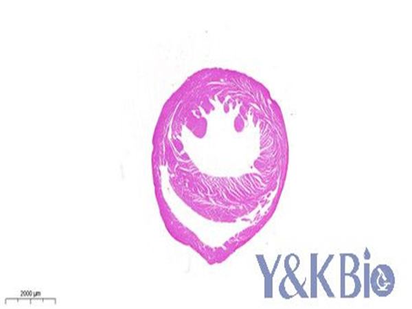 普通切片（白光）扫描