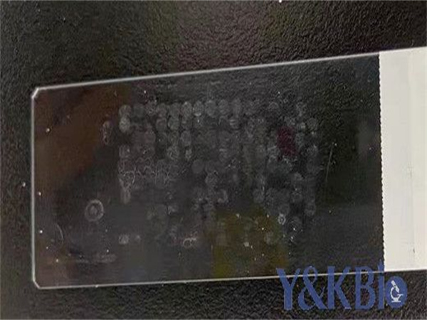引物合成