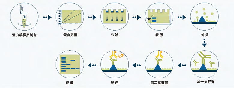 小分子量蛋白该如何做好WB？