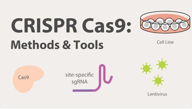 CRISPR-Cas9系统：慢病毒转染