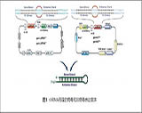 OmicsLink™ shRNA表达克隆